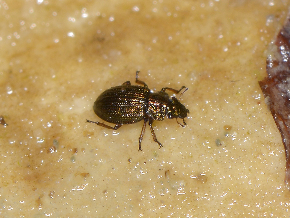 Ochthebius gibbosus (Hydraenidae)